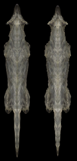 CHWolfFinShell02